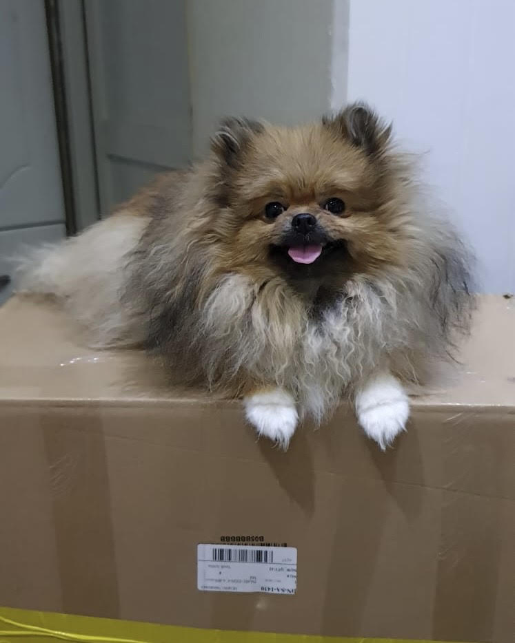 Pomeranian