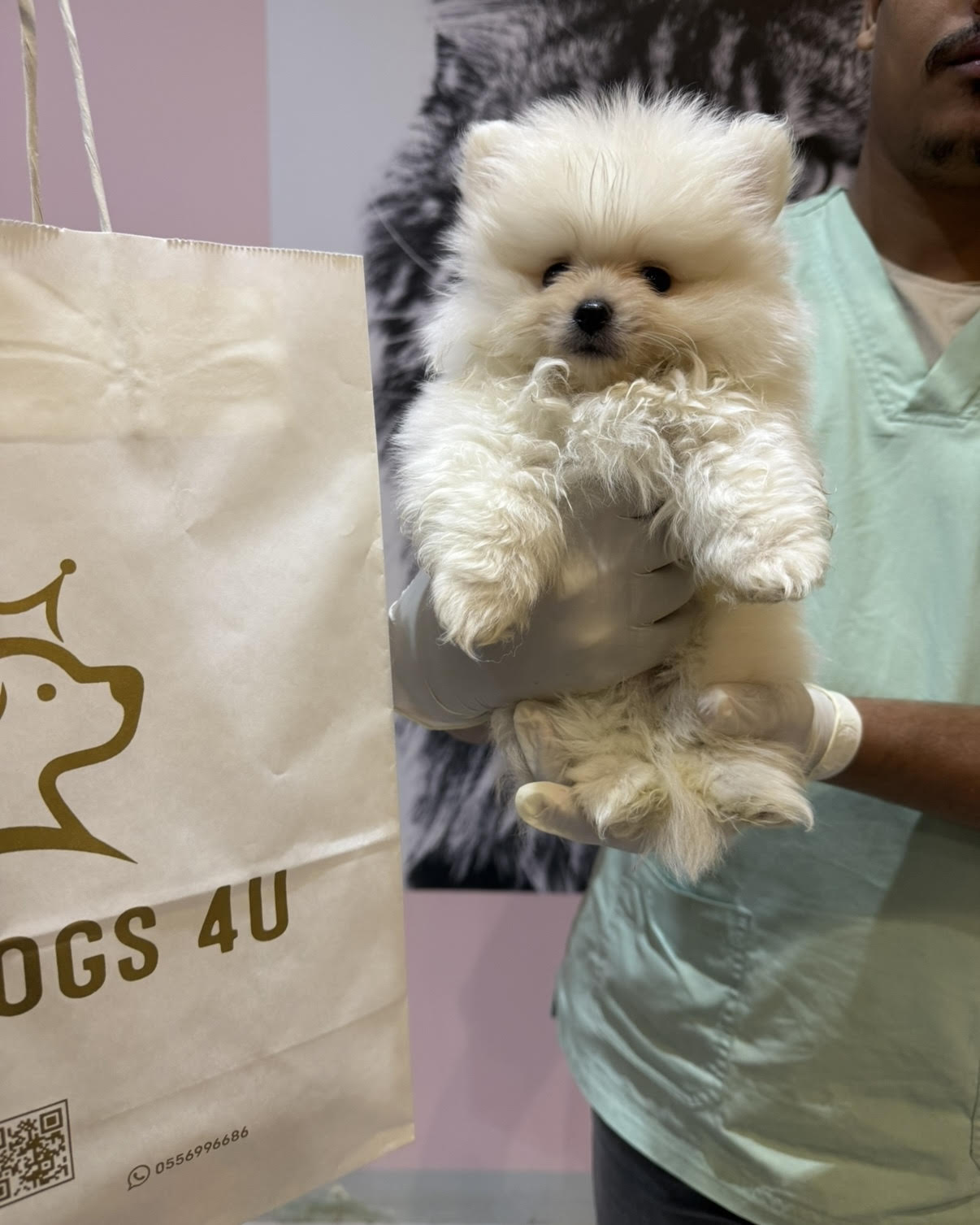 Pomeranian