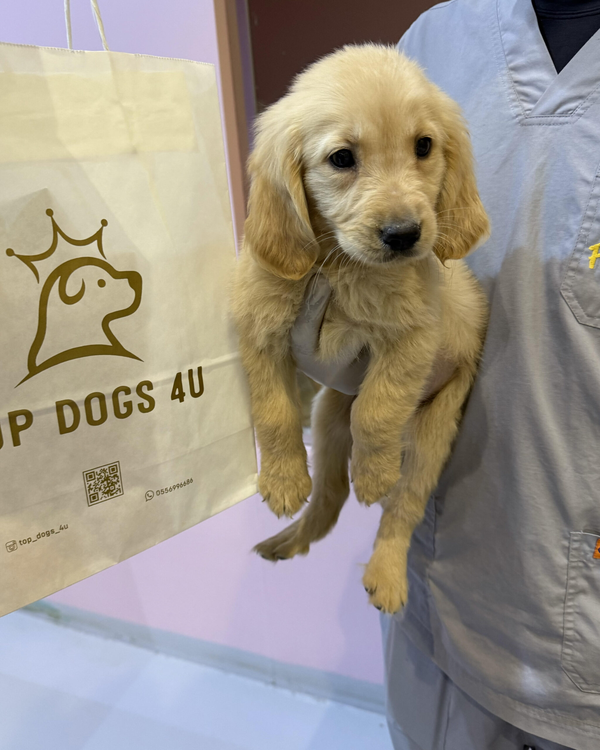 Golden Retriever