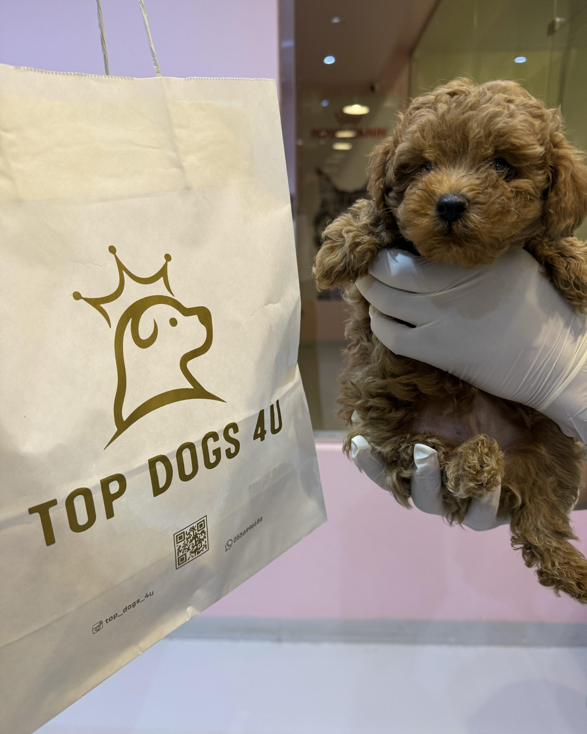 mini toy poodle