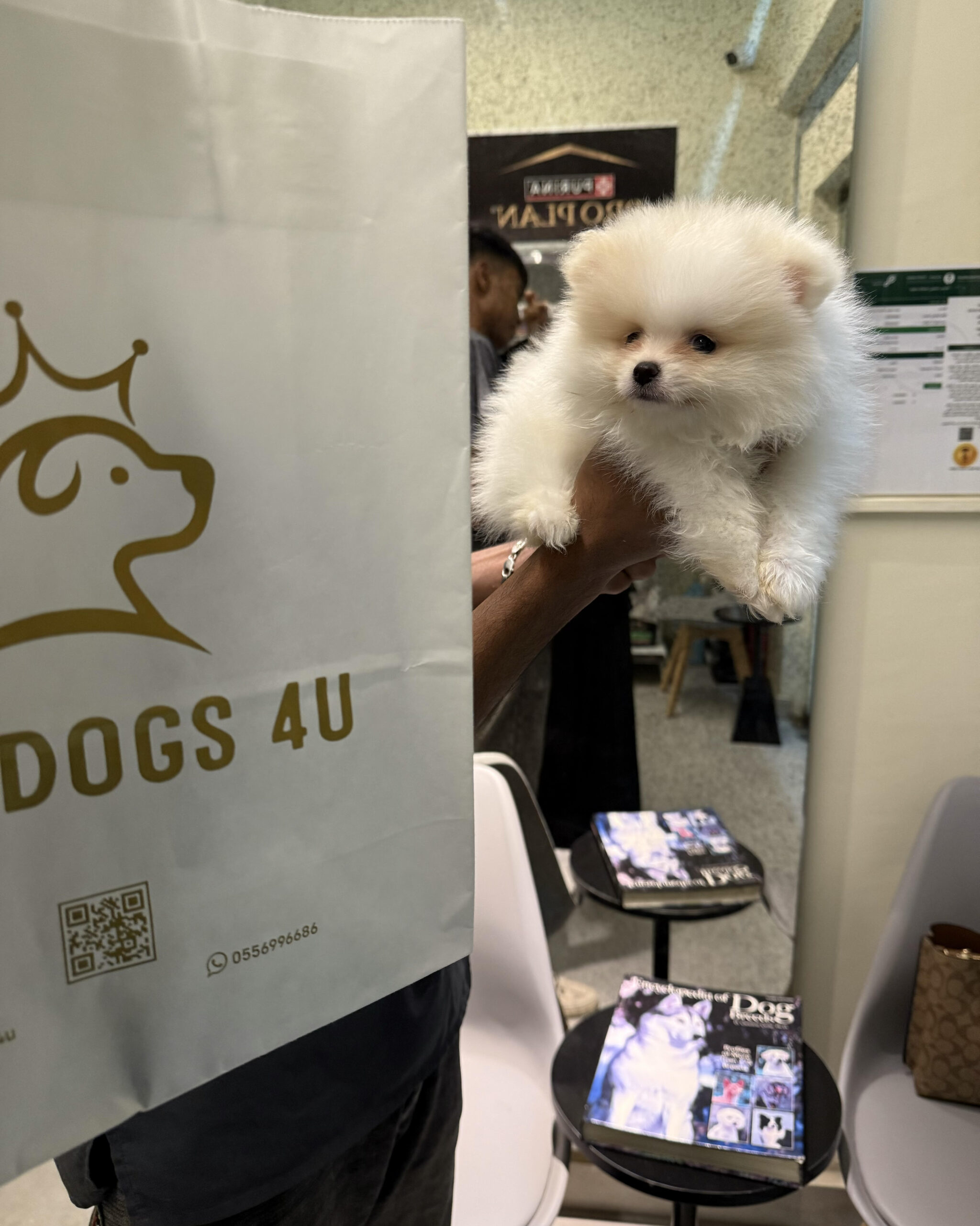 Pomeranian