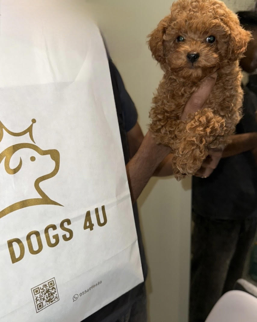 mini toy poodle