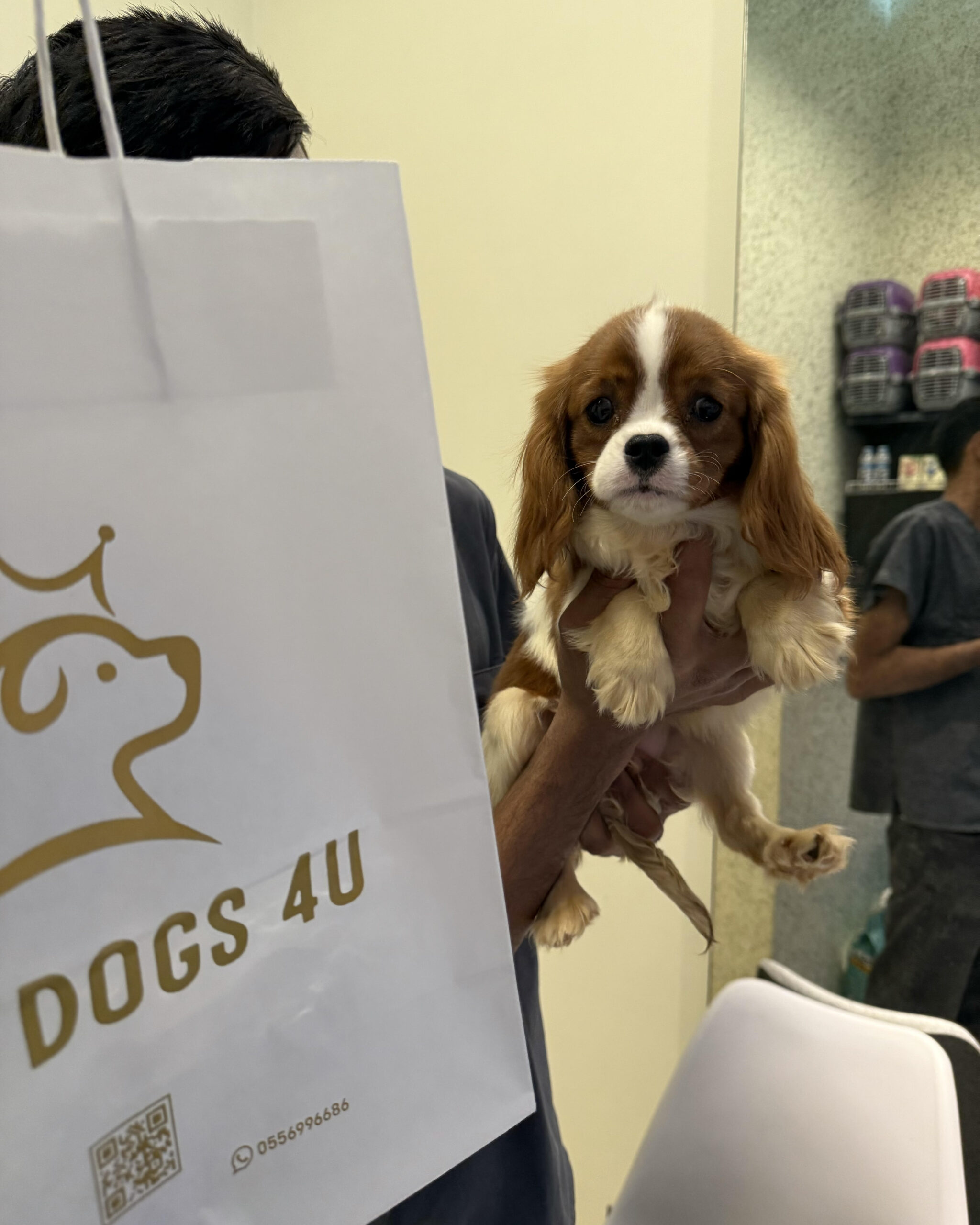 Cavalier king Charles