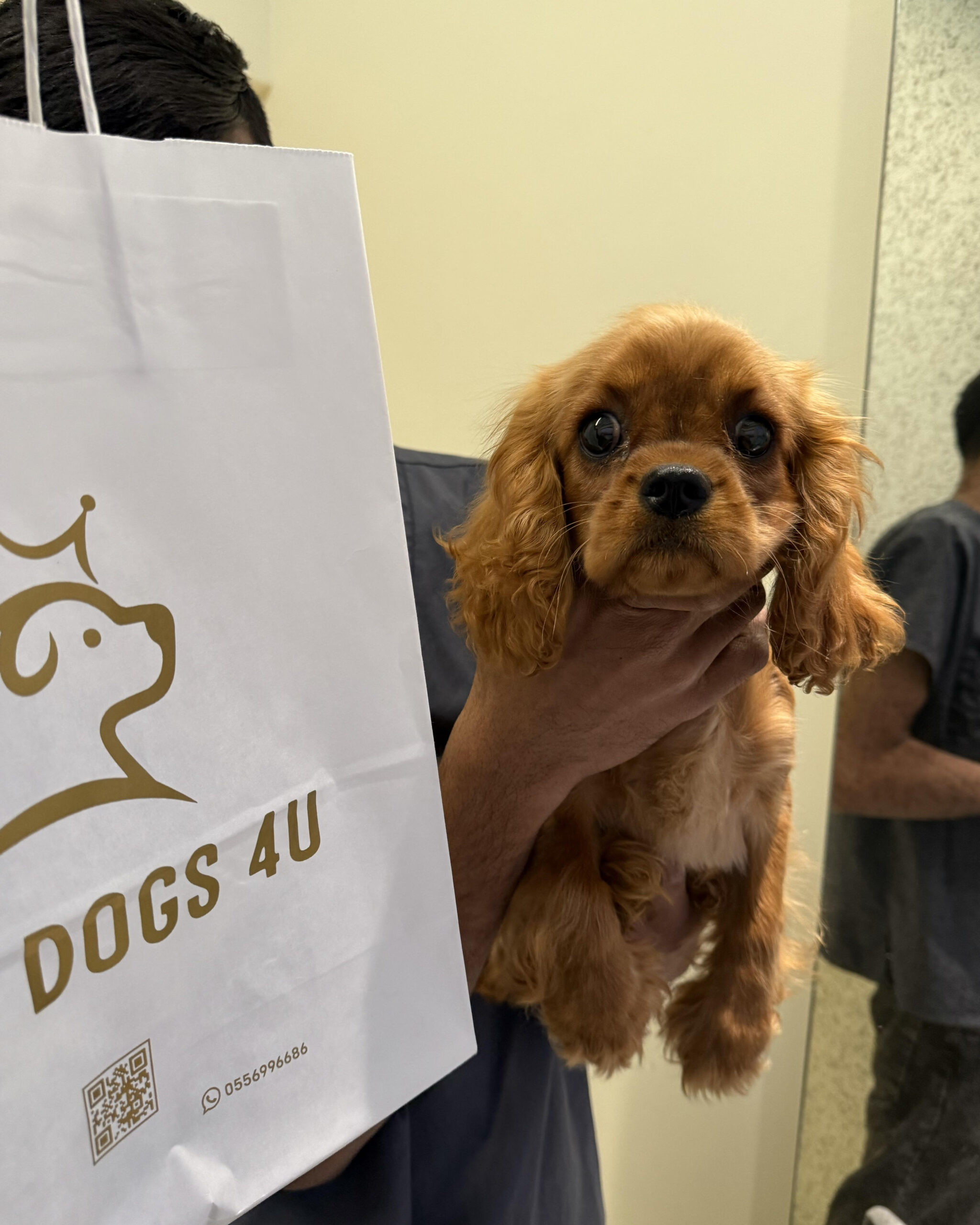 Cavalier king Charles