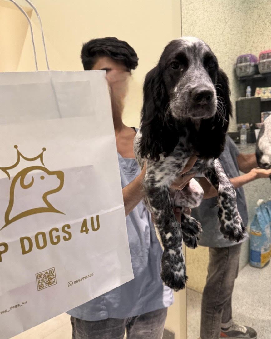 Cocker Spaniel