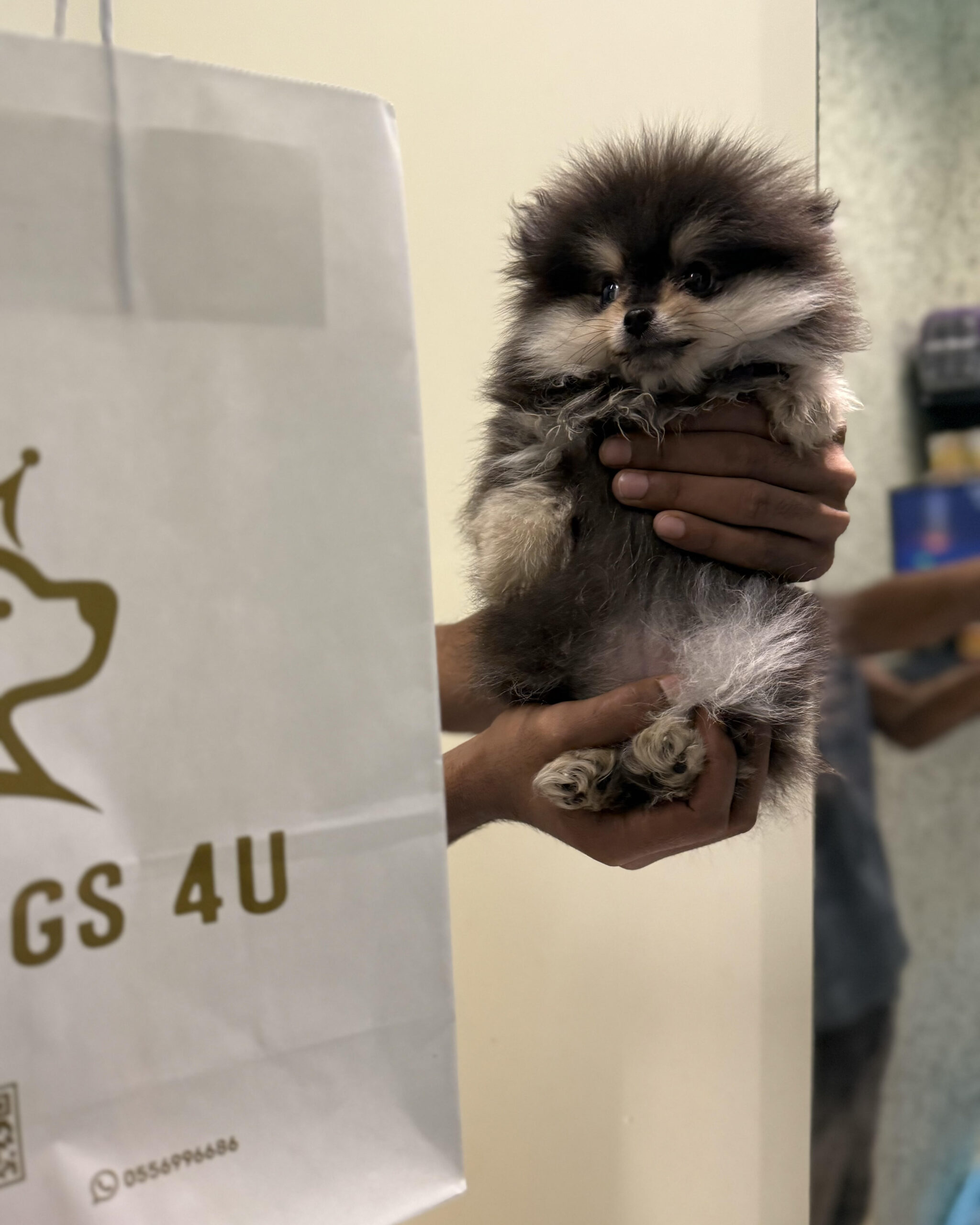 Pomeranian