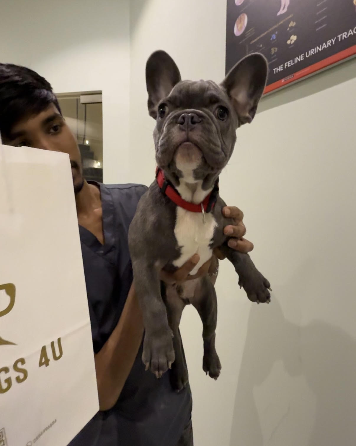 French Bulldog