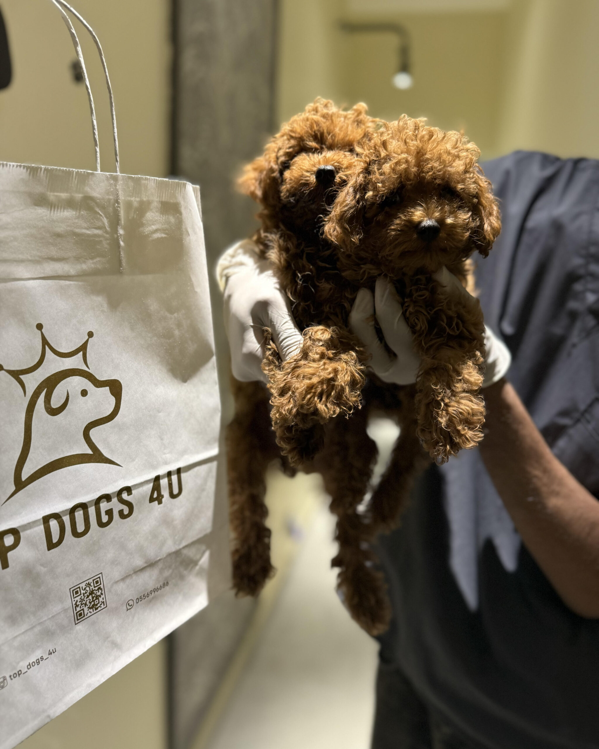 toy poodles