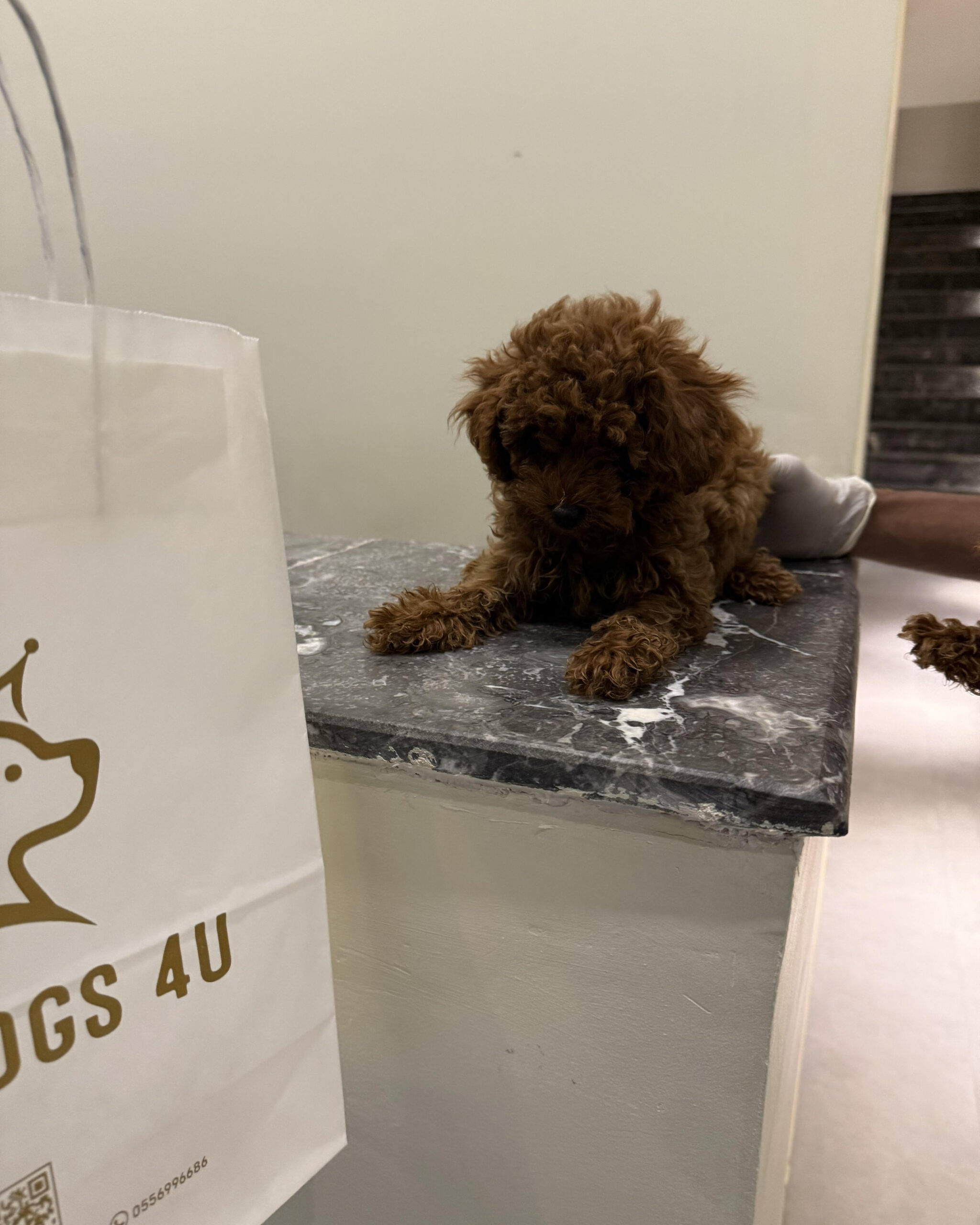 toy poodle