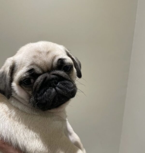 pug