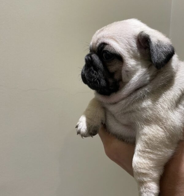 ⁦pug⁩ - الصورة ⁦3⁩