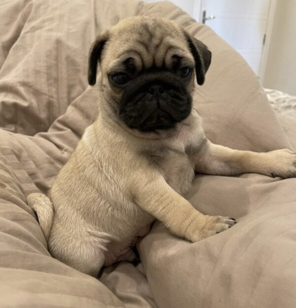 pug