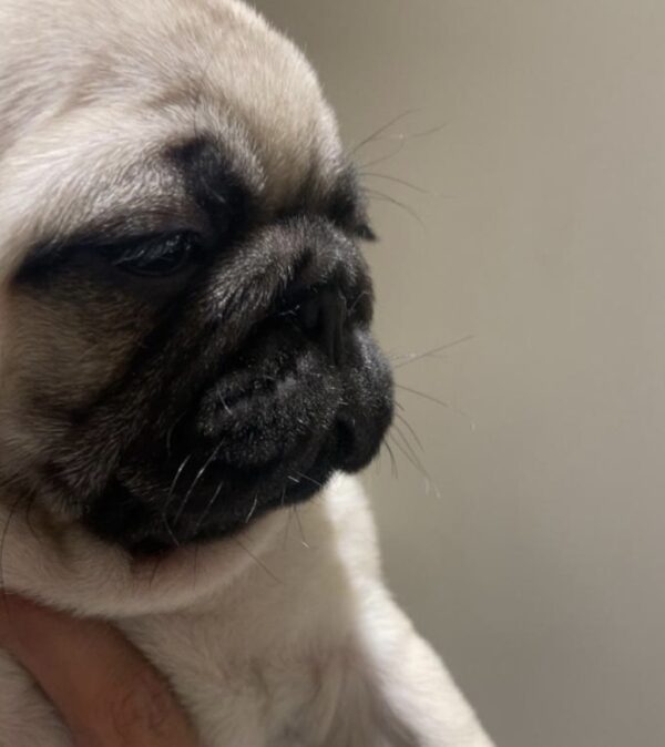 ⁦pug⁩ - الصورة ⁦2⁩