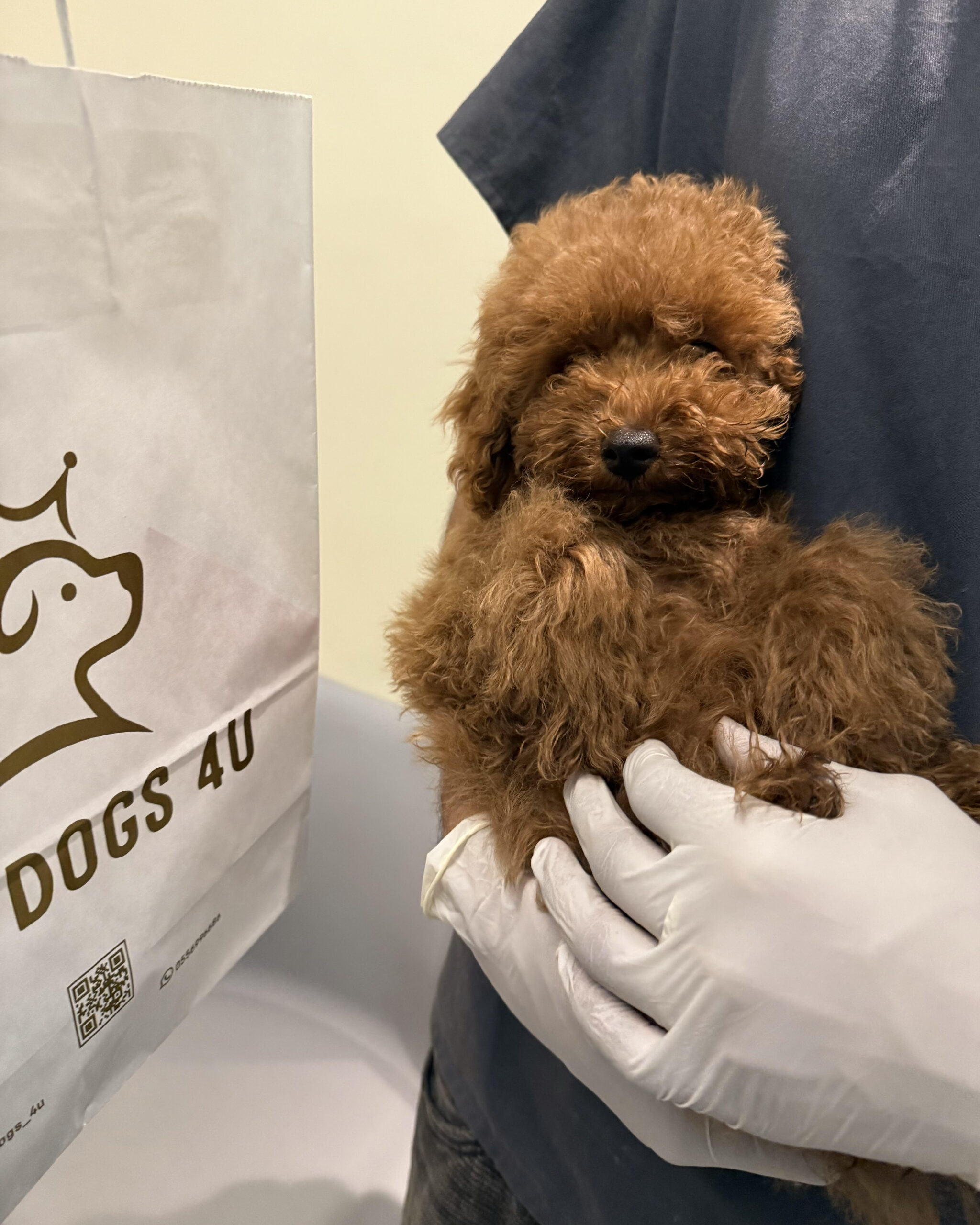 toy poodle