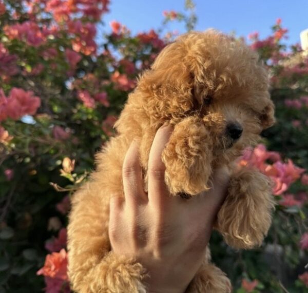 ⁦ميني توي بودل⁩ - الصورة ⁦2⁩