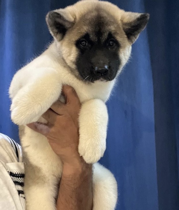 امريكان اكيتا - الصورة 2