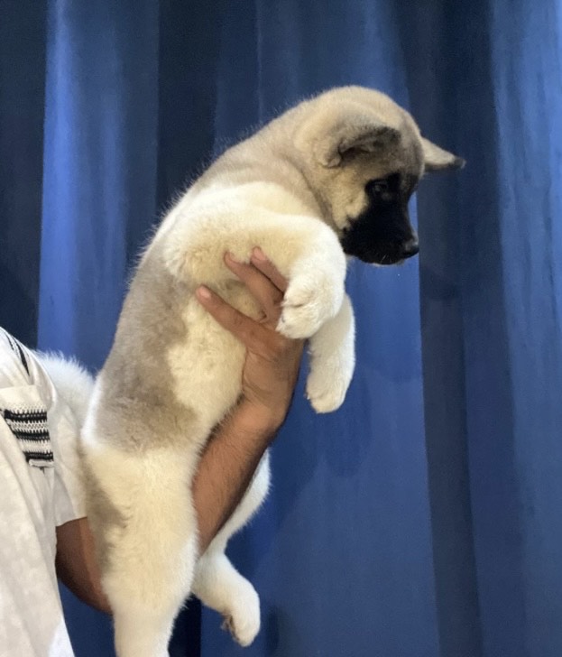 امريكان اكيتا - الصورة 3