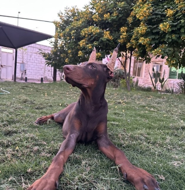 دوبرمان - الصورة 2