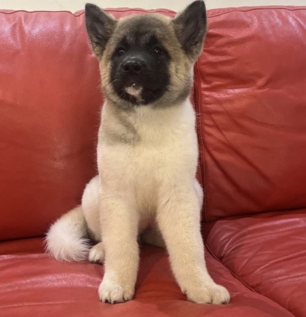 امريكان اكيتا - الصورة 4