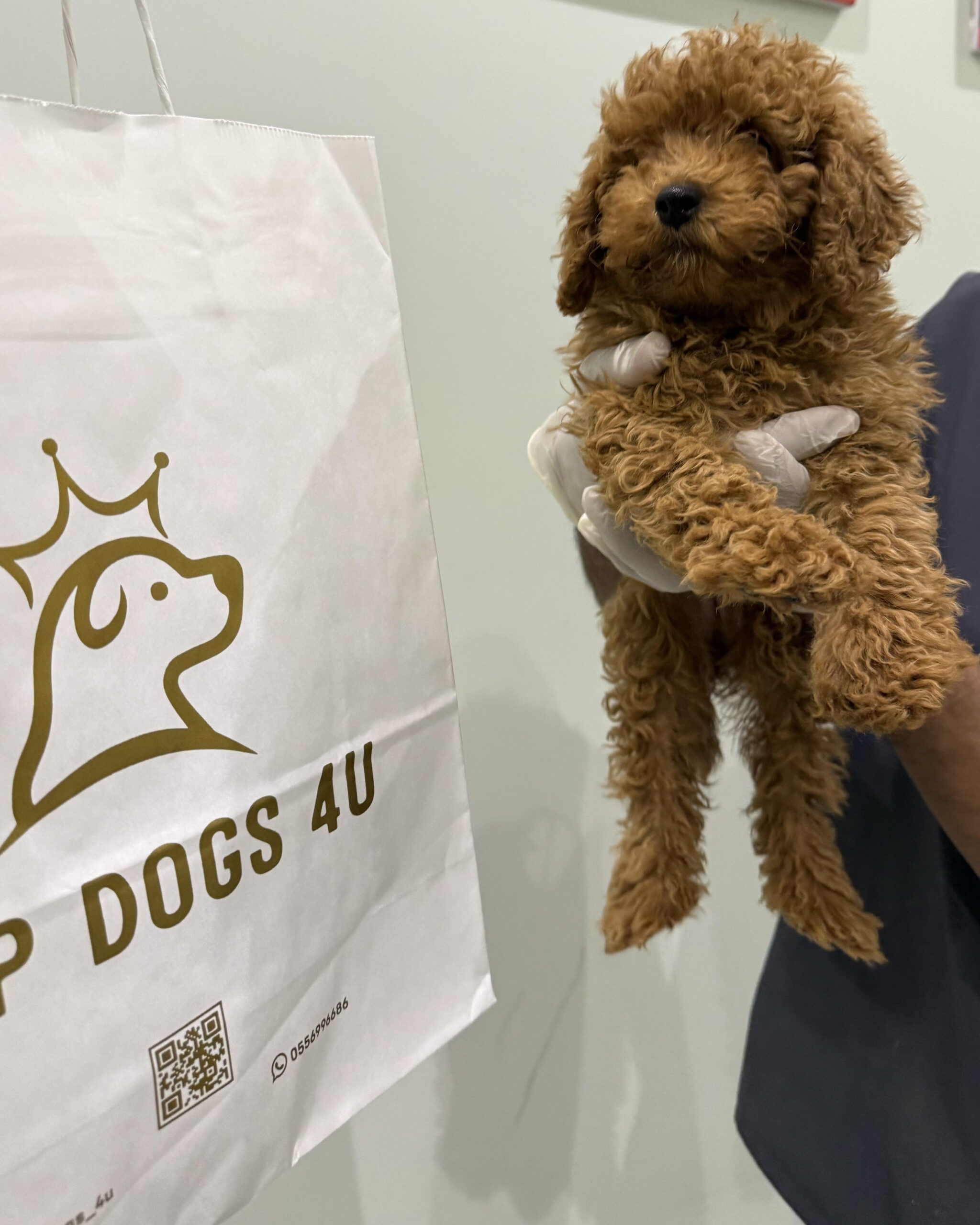 toy poodle