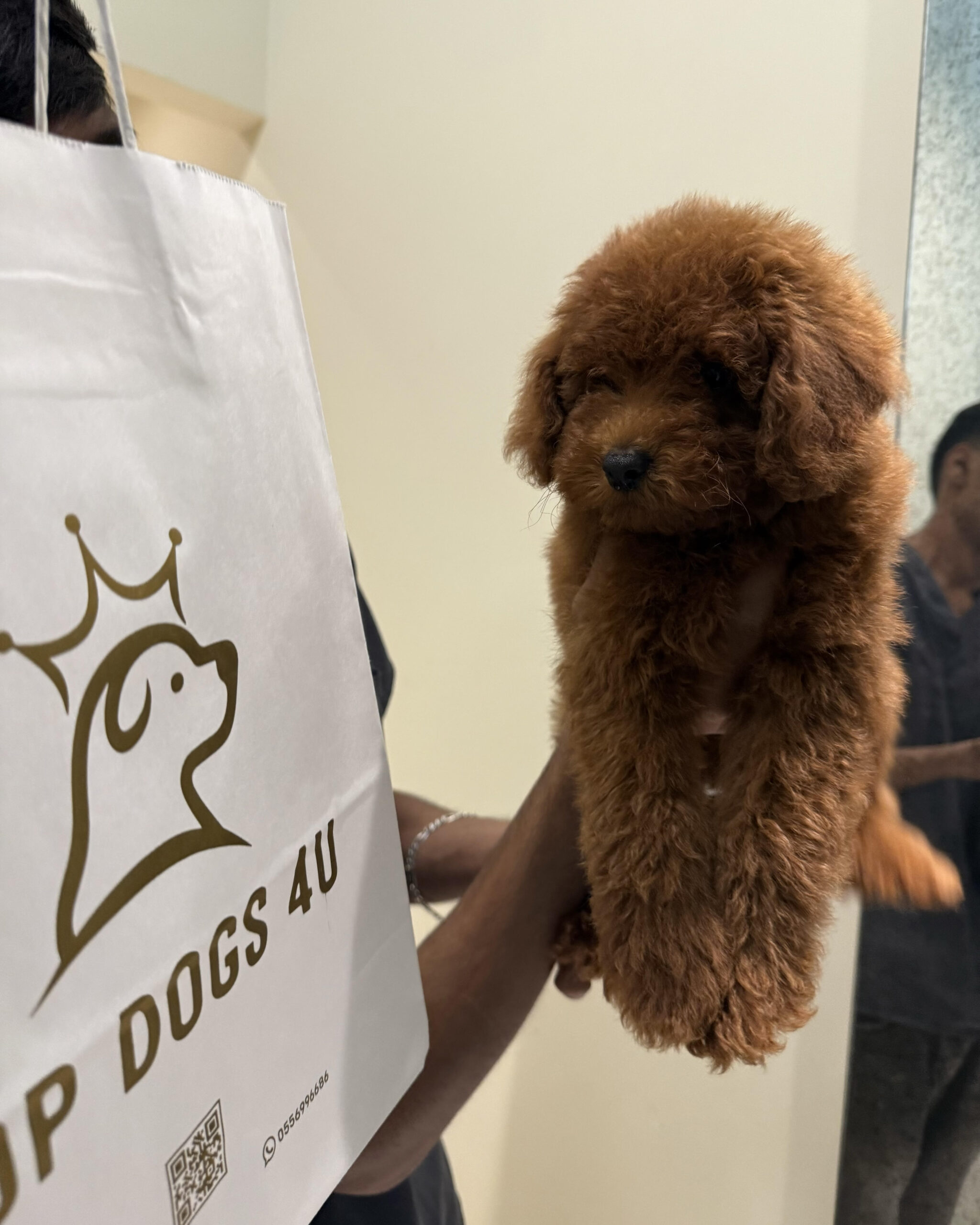 toy poodle