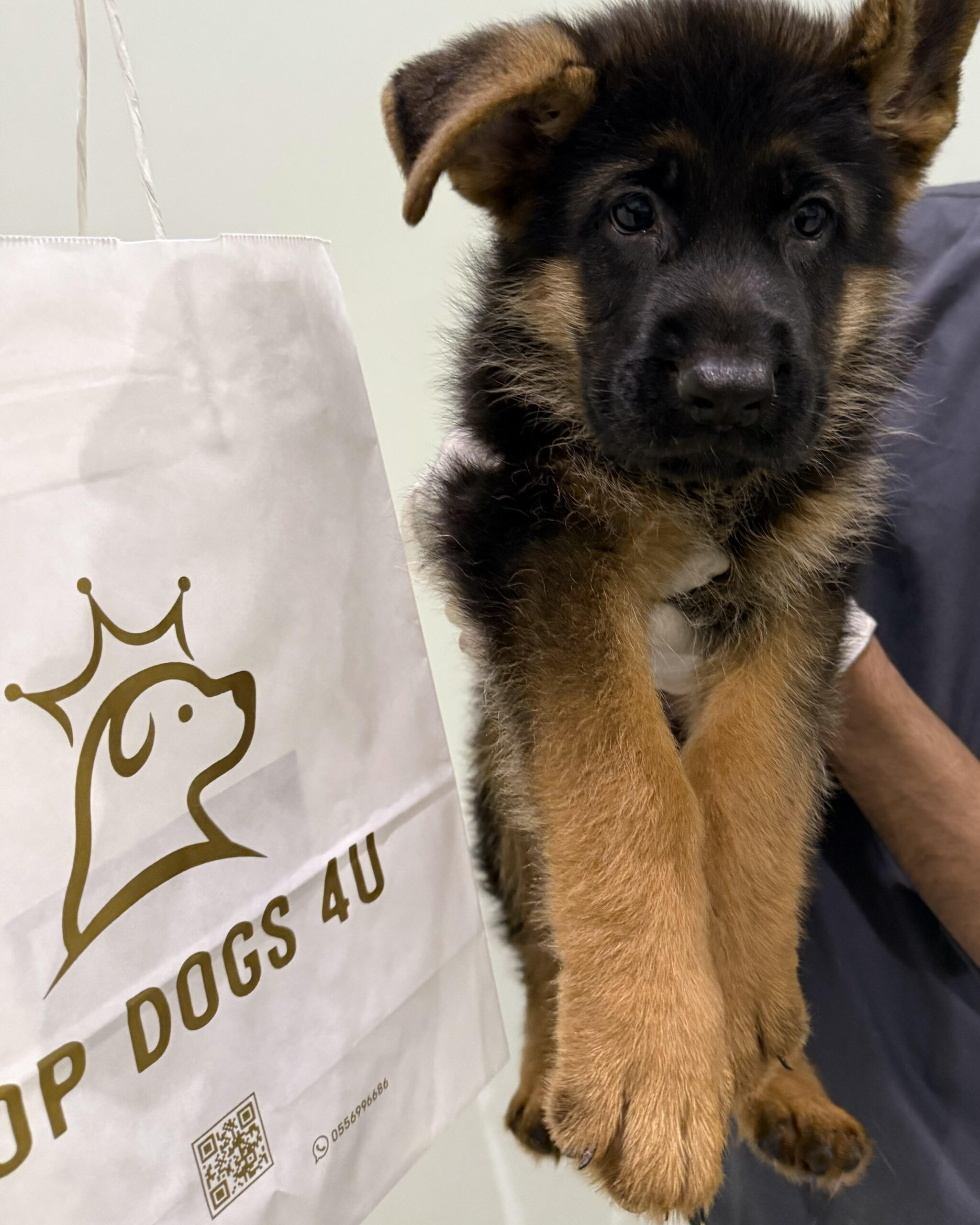German Shepherd