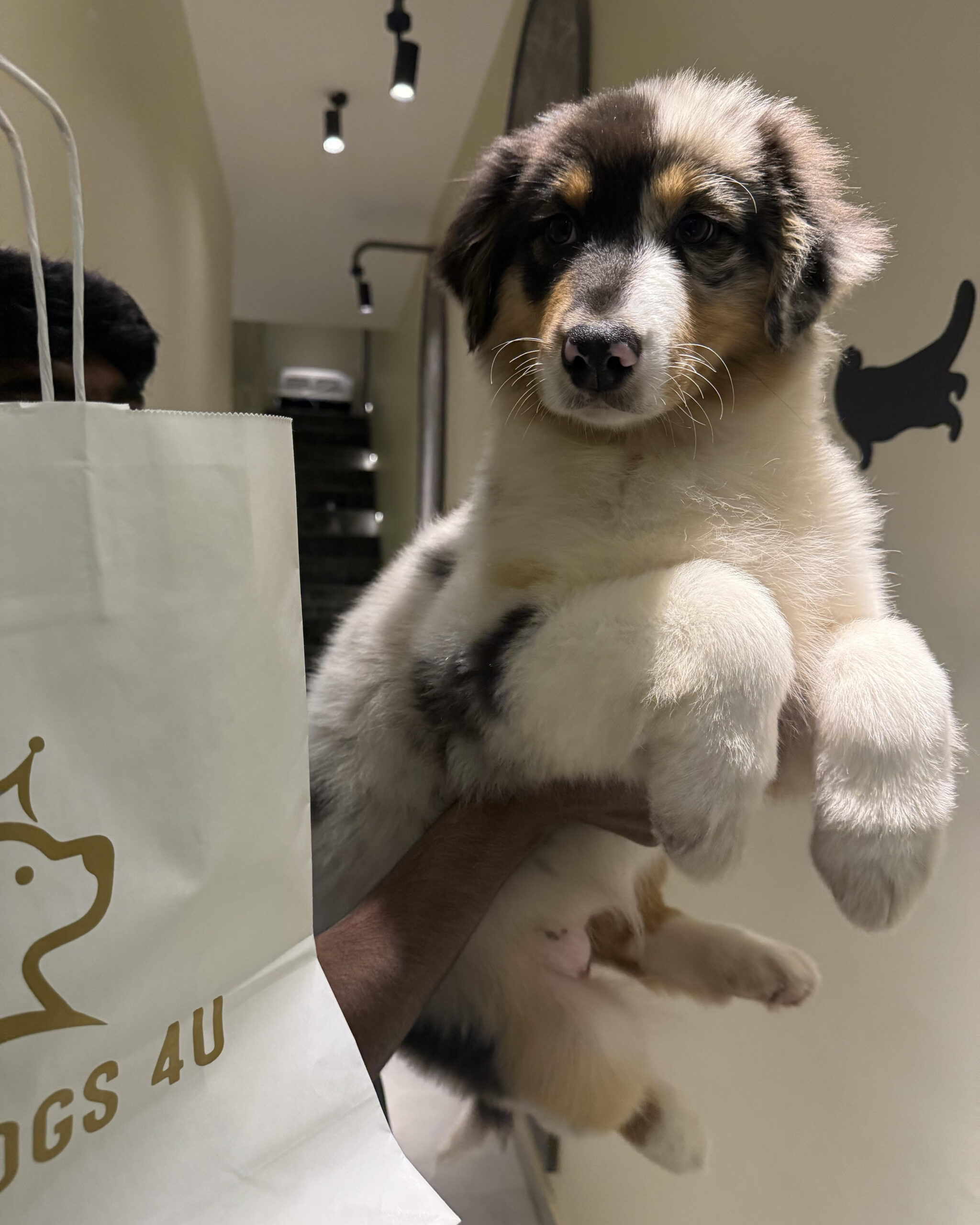 Australian Shepherd