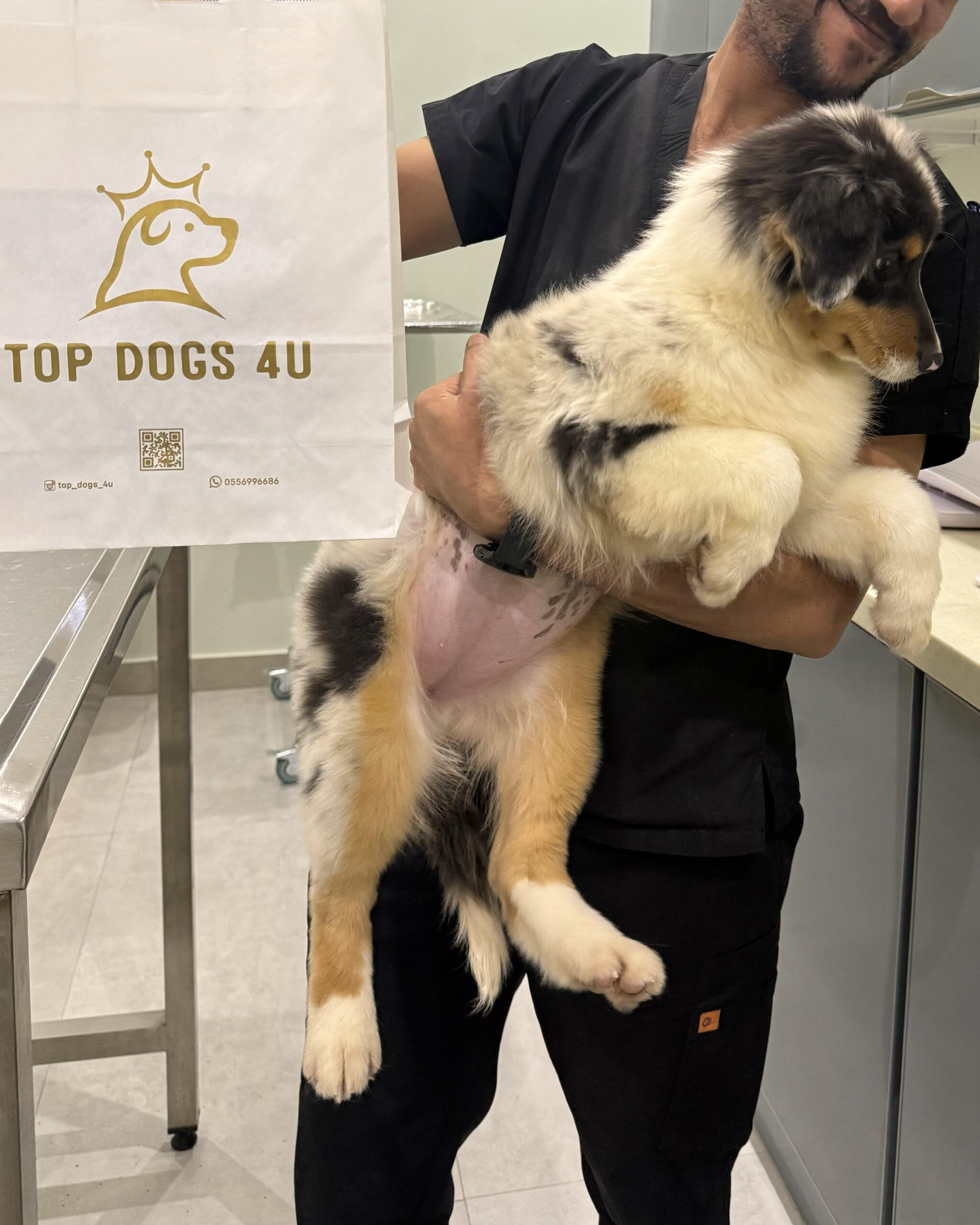 Australian Shepherd