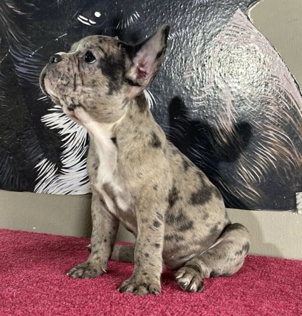 فرنش بولدوق - الصورة 3