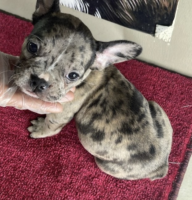 فرنش بولدوق - الصورة 2