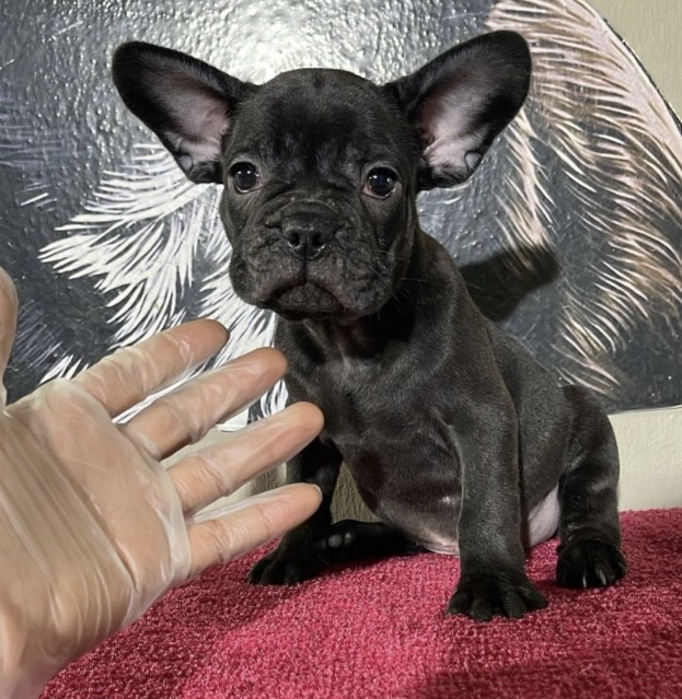 فرنش بولدوق - الصورة 2