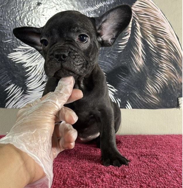 فرنش بولدوق - الصورة 3