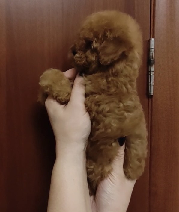 ميني توي بودل - الصورة 2