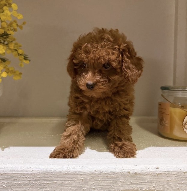 ميني توي بودل - الصورة 4