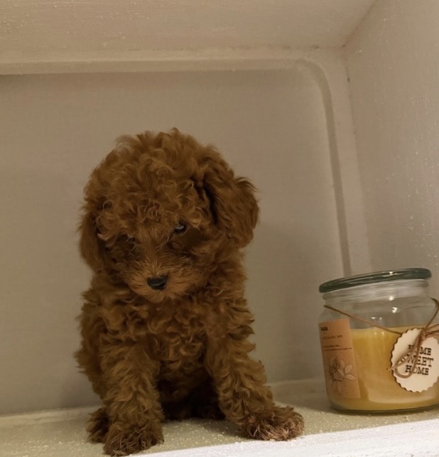 ميني توي بودل - الصورة 3