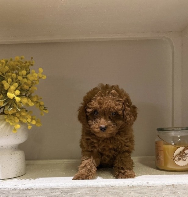 ميني توي بودل - الصورة 2