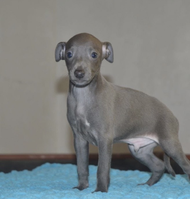 السلق الايطالي - الصورة 2