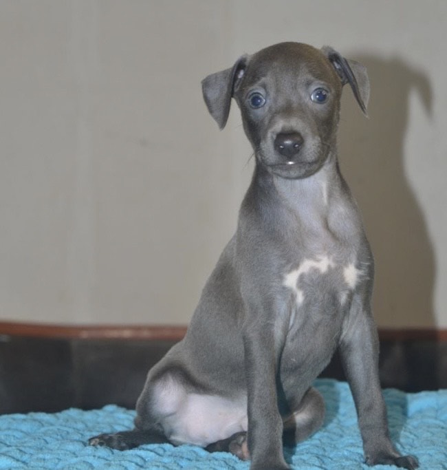 السلق الايطالي - الصورة 3