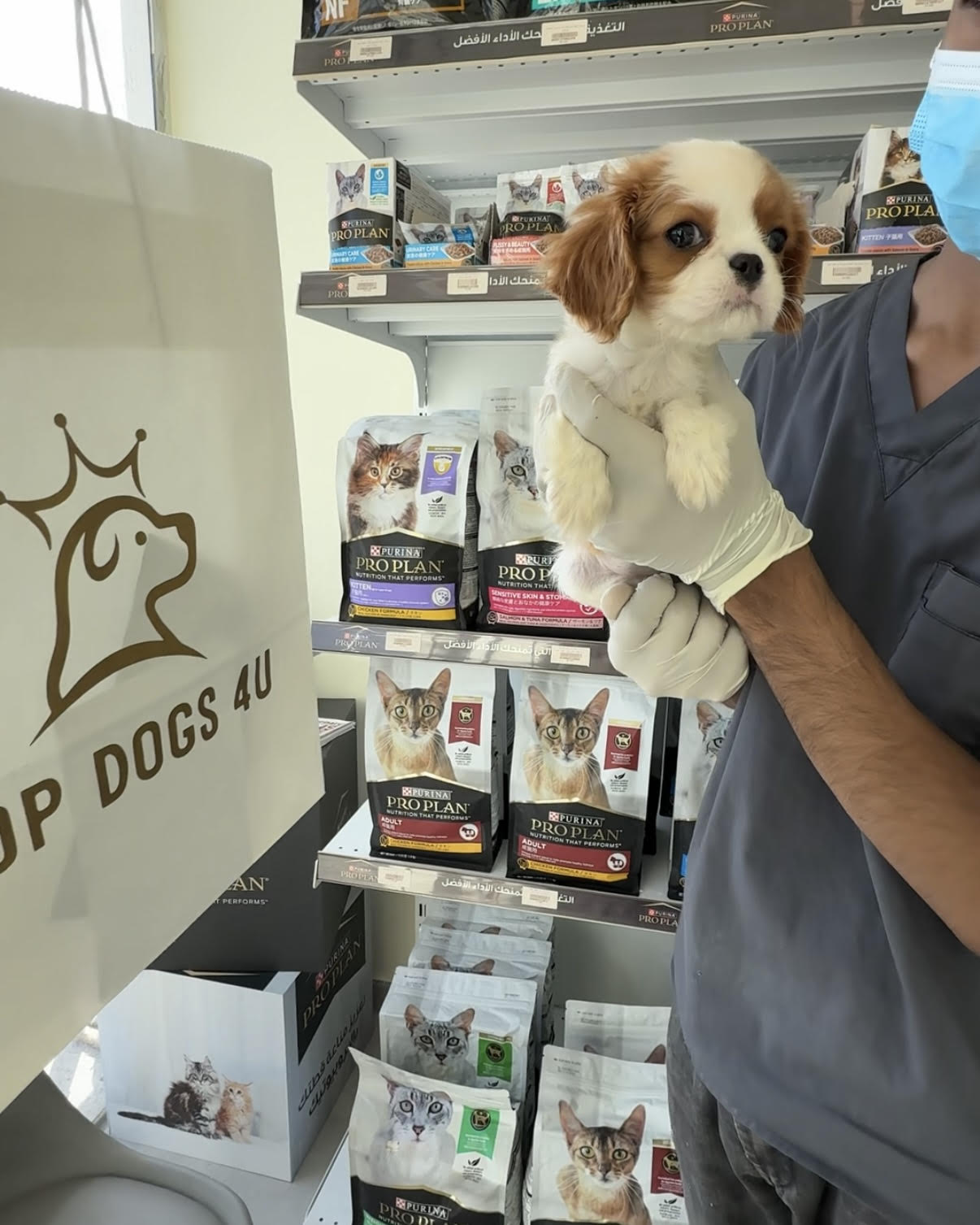 Cavalier king Charles