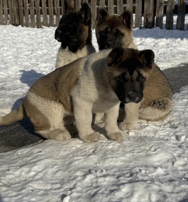 امريكان اكيتا - الصورة 3