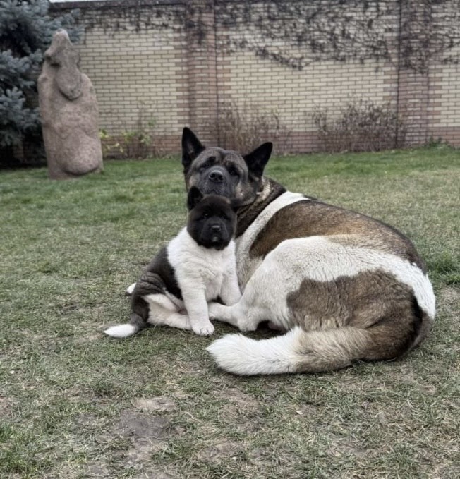 امريكان اكيتا - الصورة 2