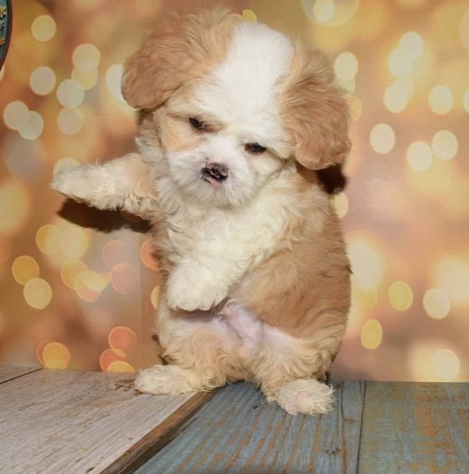 مالتيبو - الصورة 3