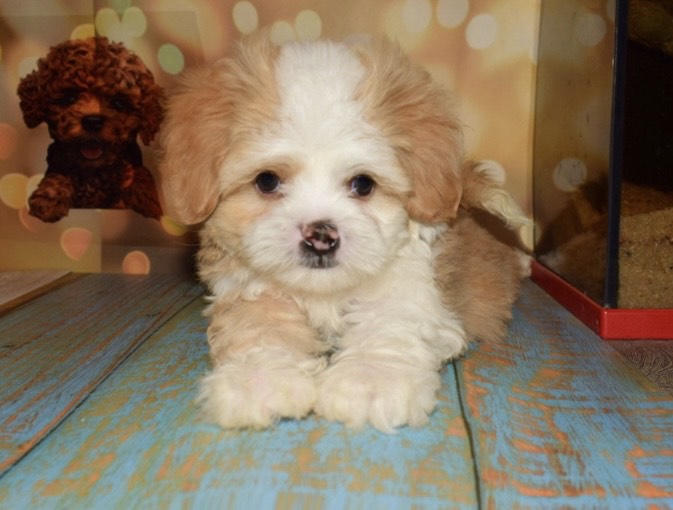 مالتيبو - الصورة 2