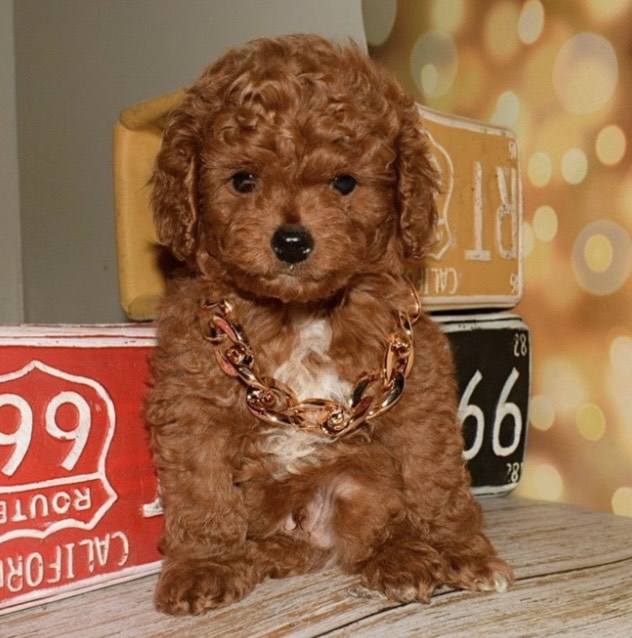 توي بودل - الصورة 2