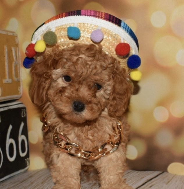 توي بودل - الصورة 2