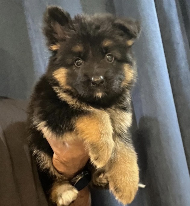 جيرمن شيبرد - الصورة 2