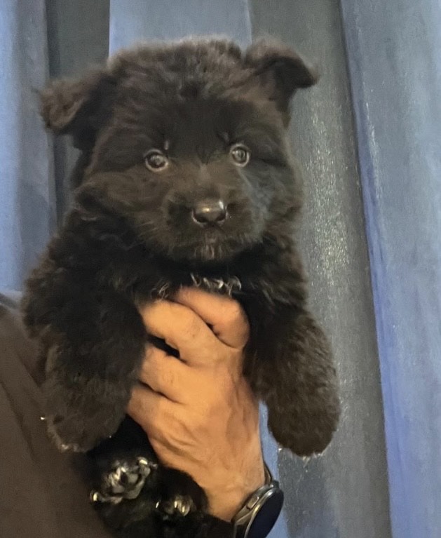 جيرمن شيبرد - الصورة 2