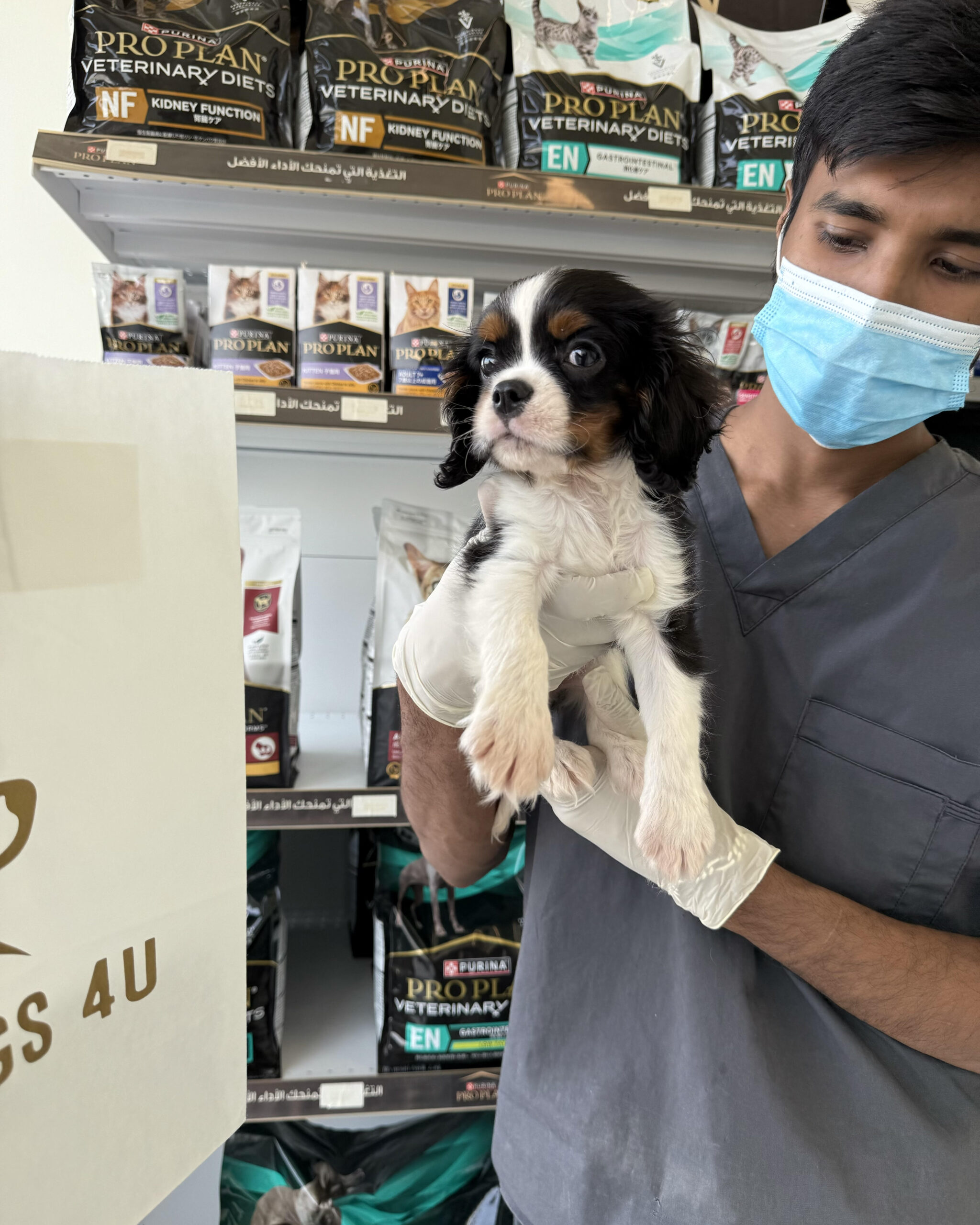 Cavalier king Charles