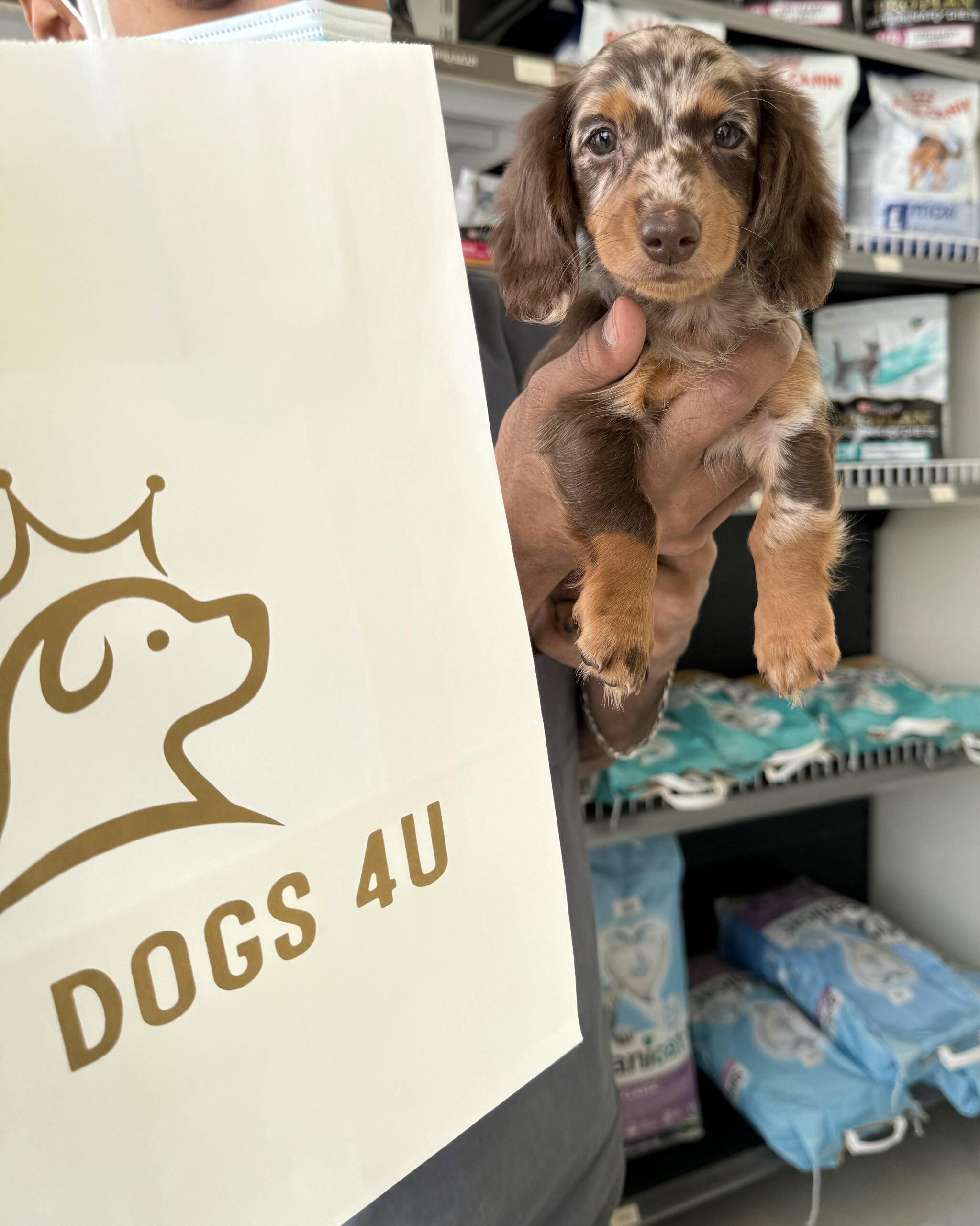 Dachshund