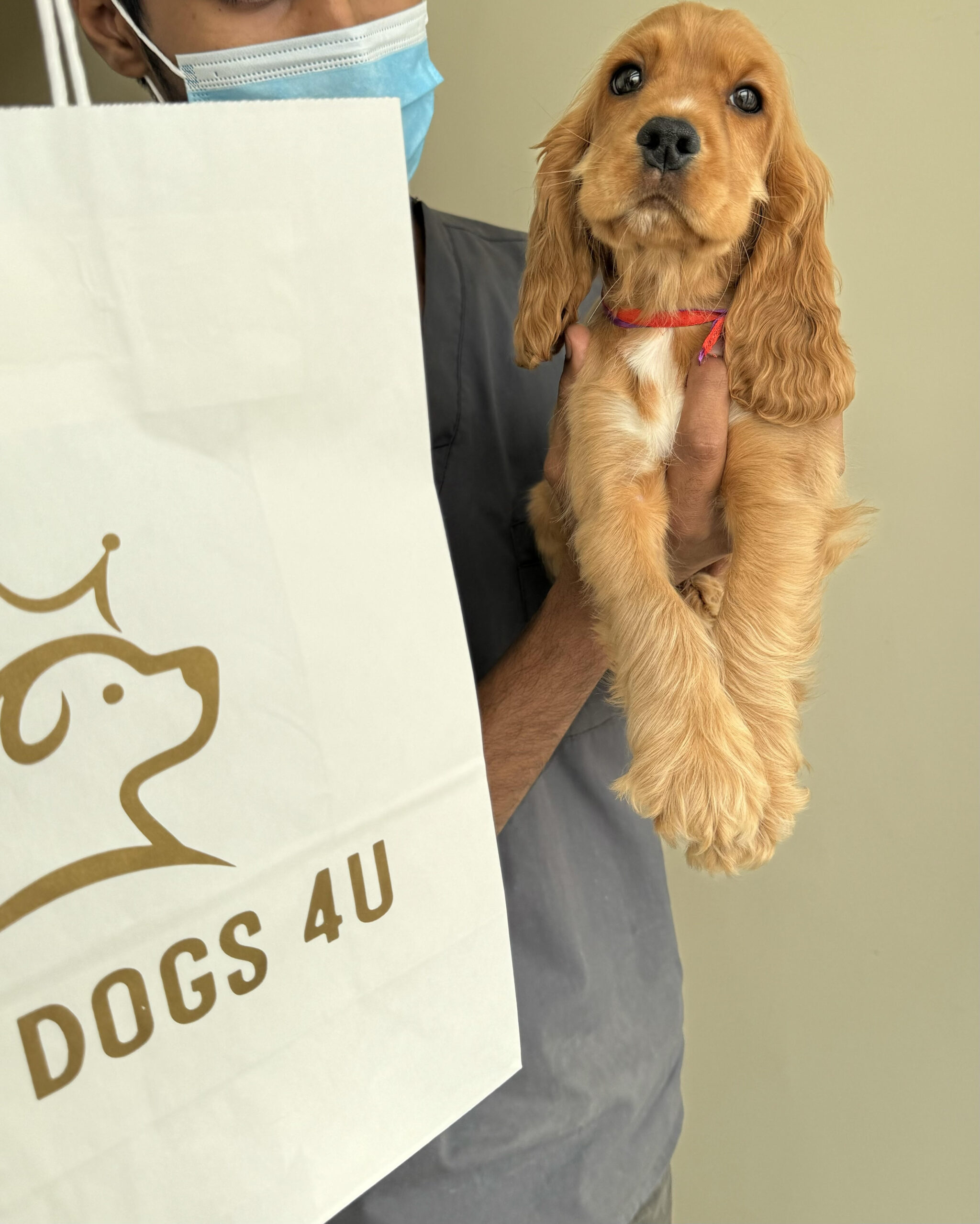 Cocker Spaniel